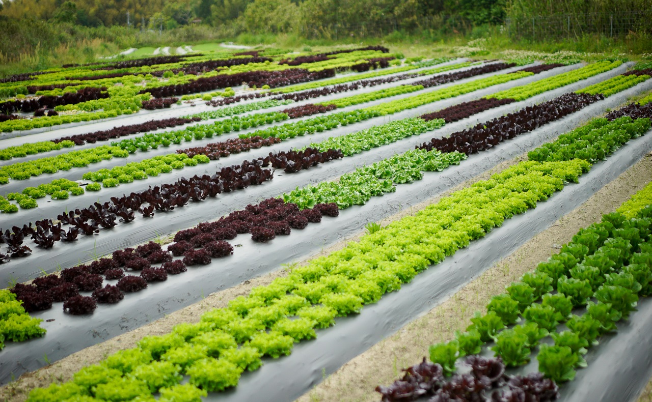 farmさま確認用