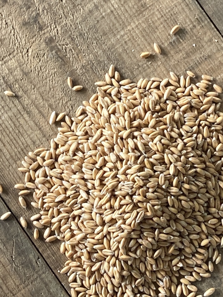 無肥料無農自然栽培　古代小麦　スペルト小麦 無農薬無肥料自然栽培 古代小麦 スペルト小麦