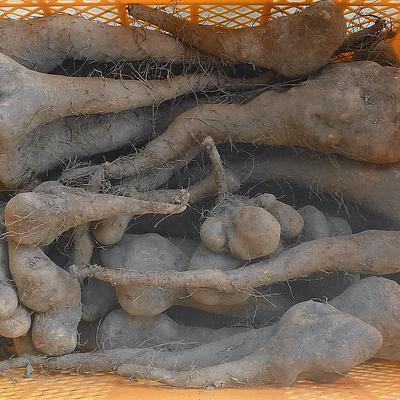 越冬☆ねばねばコンビ!自然薯&里芋