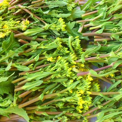 希少！越冬☆菜花のつぼみ700g～農薬/化学肥料不使用