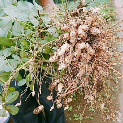 【早急】千葉県産 無農薬の生落花生はいかがでしょうか♥