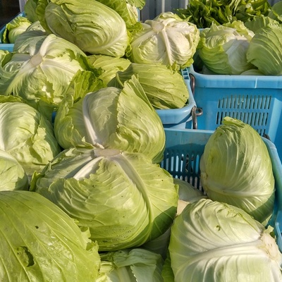 ２０２１年度の野菜卸カレンダーできました