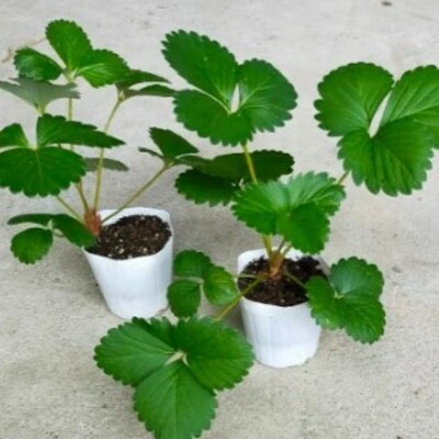 有機いちご苗7.5㎝ポット🍓卸売価格期間限定値下げ実施中(~5月 有機いちご苗7.5㎝ポット🍓卸売価格期間限定値下げ実施中(~5月