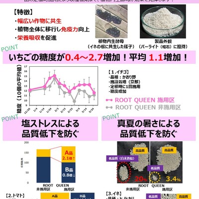 高温ストレスの対策に！植物内生微生物酵母資材ROOTQUEEN