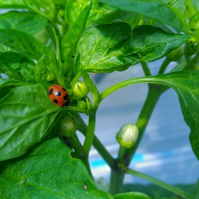 市場にはほとんど流通しない在来種と固定種限定の野菜セットのお届けです。