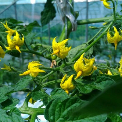 市場にはほとんど流通しない在来種と固定種限定の野菜セットのお届けです。