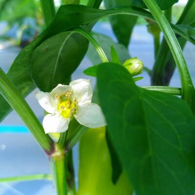 市場にはほとんど流通しない在来種と固定種限定の野菜セットのお届けです。