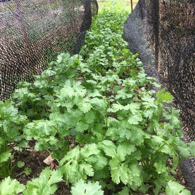 空芯菜・パクチー　(化成肥料・化学農薬不使用) 