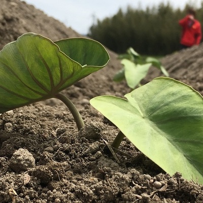 空芯菜・パクチー　(化成肥料・化学農薬不使用) 