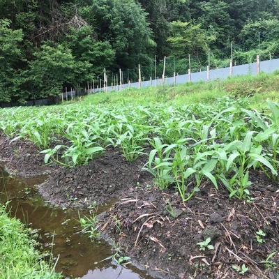 空芯菜・パクチー　(化成肥料・化学農薬不使用) 