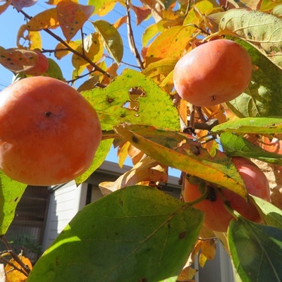 今年も花御所柿が収穫の時期を迎えました.