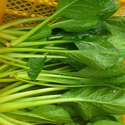 とりたて小松菜1k～農薬化学肥料不使用
