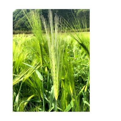 島根県江津市で有機もち麦を栽培し、精麦まで行っています！