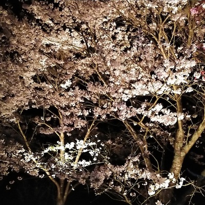 満開桜のライトアップ
