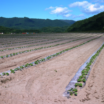 【farmO版・農業お役立ち情報】省力化の時代 -種苗編-