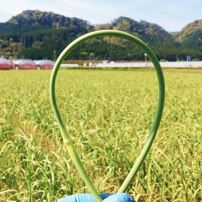 綾町産有機ニンニクの芽いかがですか