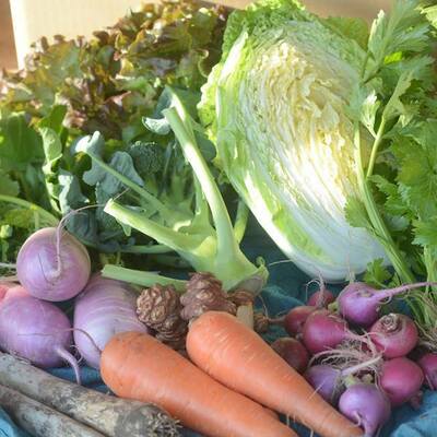 多品目農家「さいのね畑」　おいしい野菜、いろいろあります