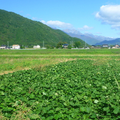 冬だ！パワーだ！紅はるか＆男爵～無農薬＊いも＝いも＊セット