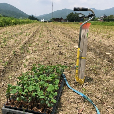 減農薬丹波黒枝豆 販売予約開始しました！