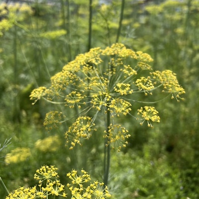 希少なディルの花丨エディブルフラワー丨期間・数量限定で販売