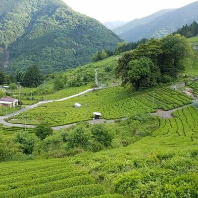 お茶の取り扱いしていただけるお店を募集しています。